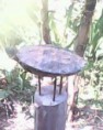 /album/fotogaleria-inicio/tortuga-en-el-aire-jpg1/